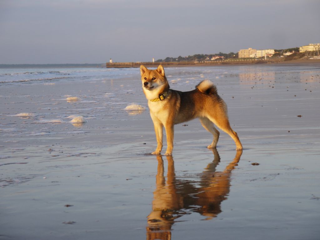 Elevage Des Landes D Etten Eleveur De Chiens Shiba