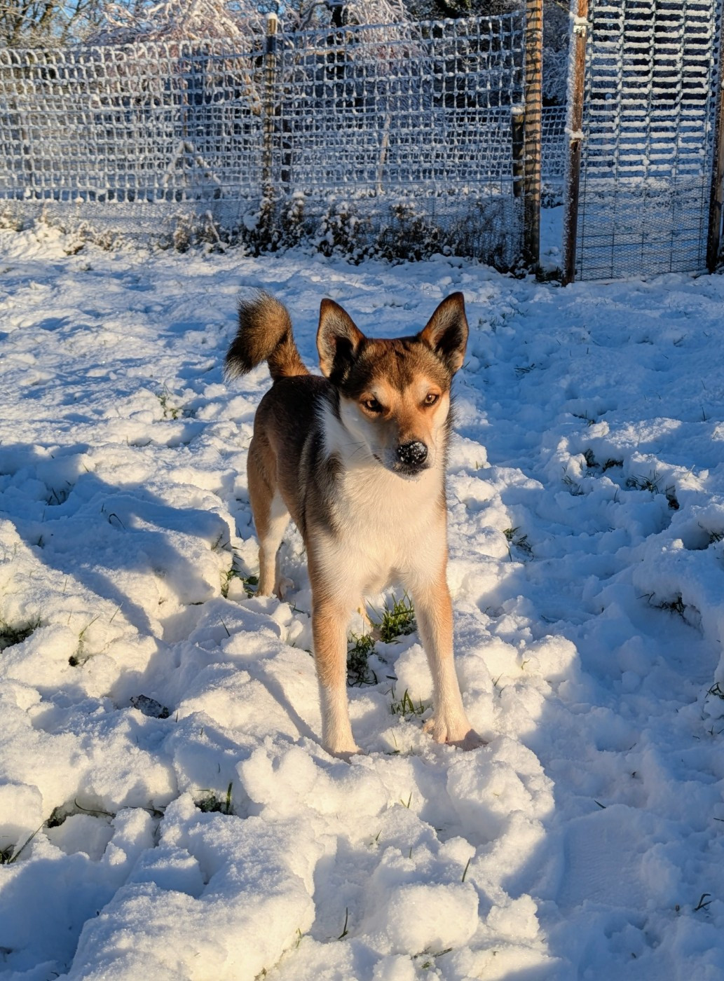 CH. lundetuftens Haukur hrafnirson