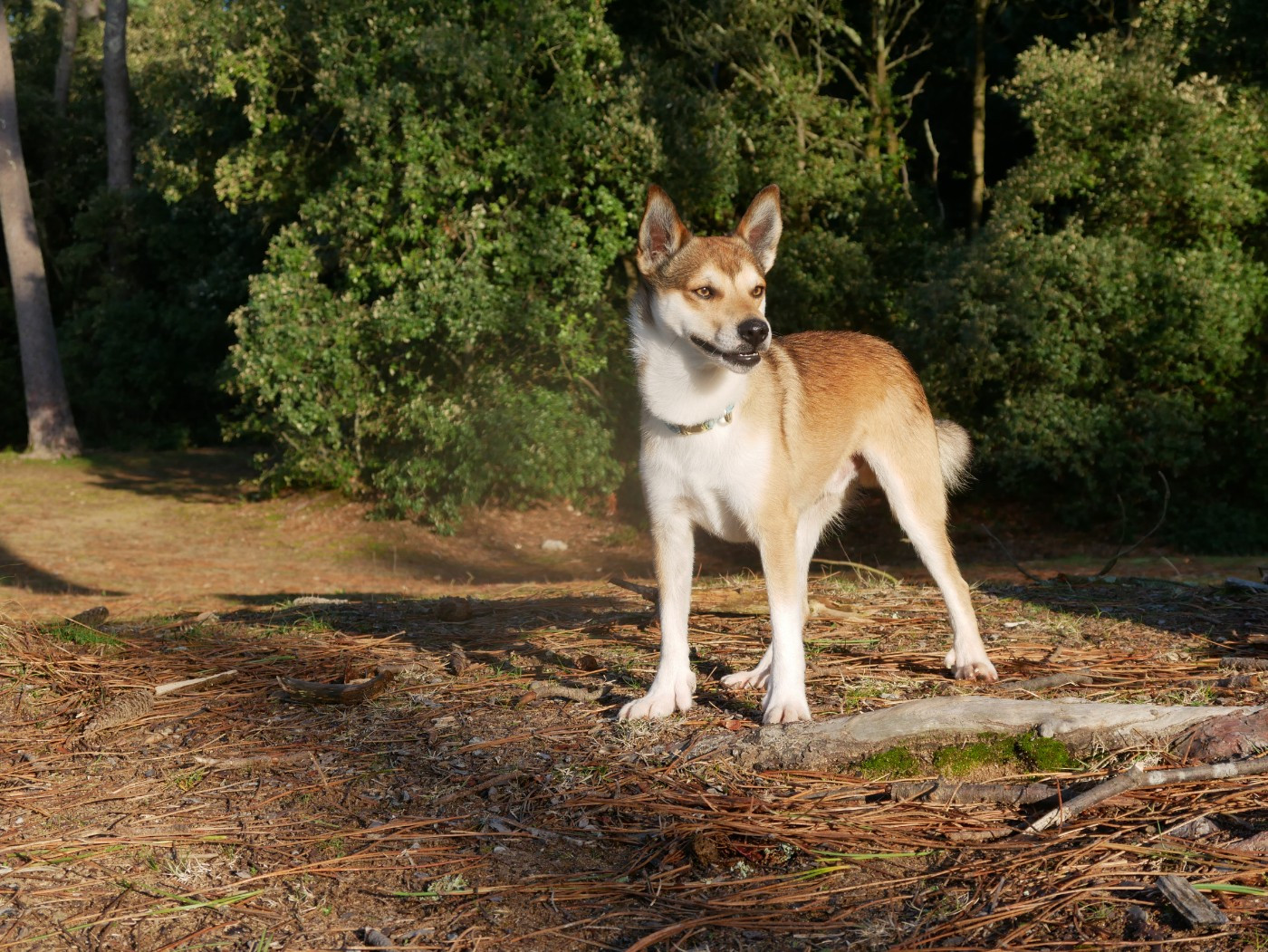 CH. lundetuftens Haukur hrafnirson