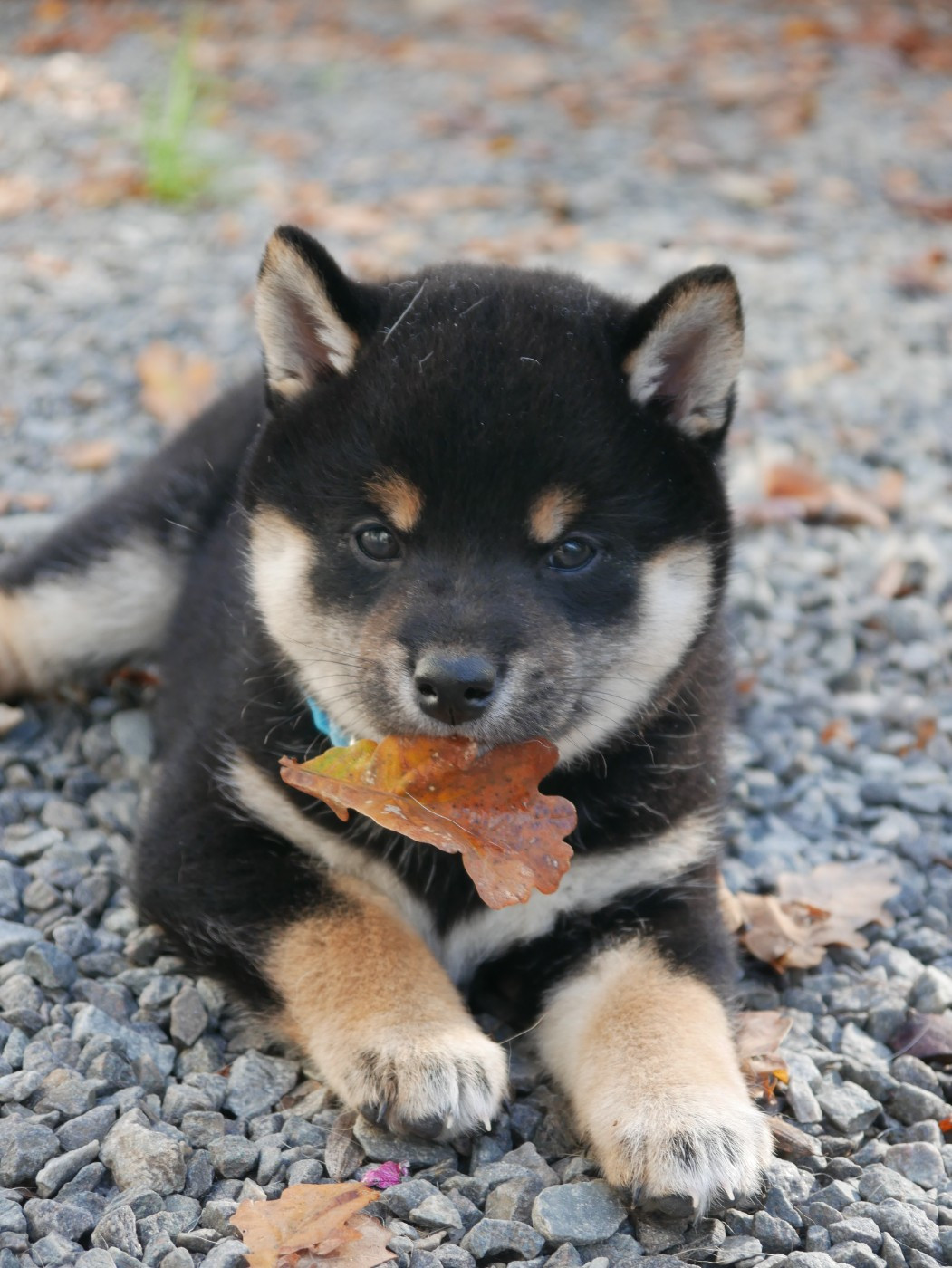 Aiko Des Landes D'Etten
