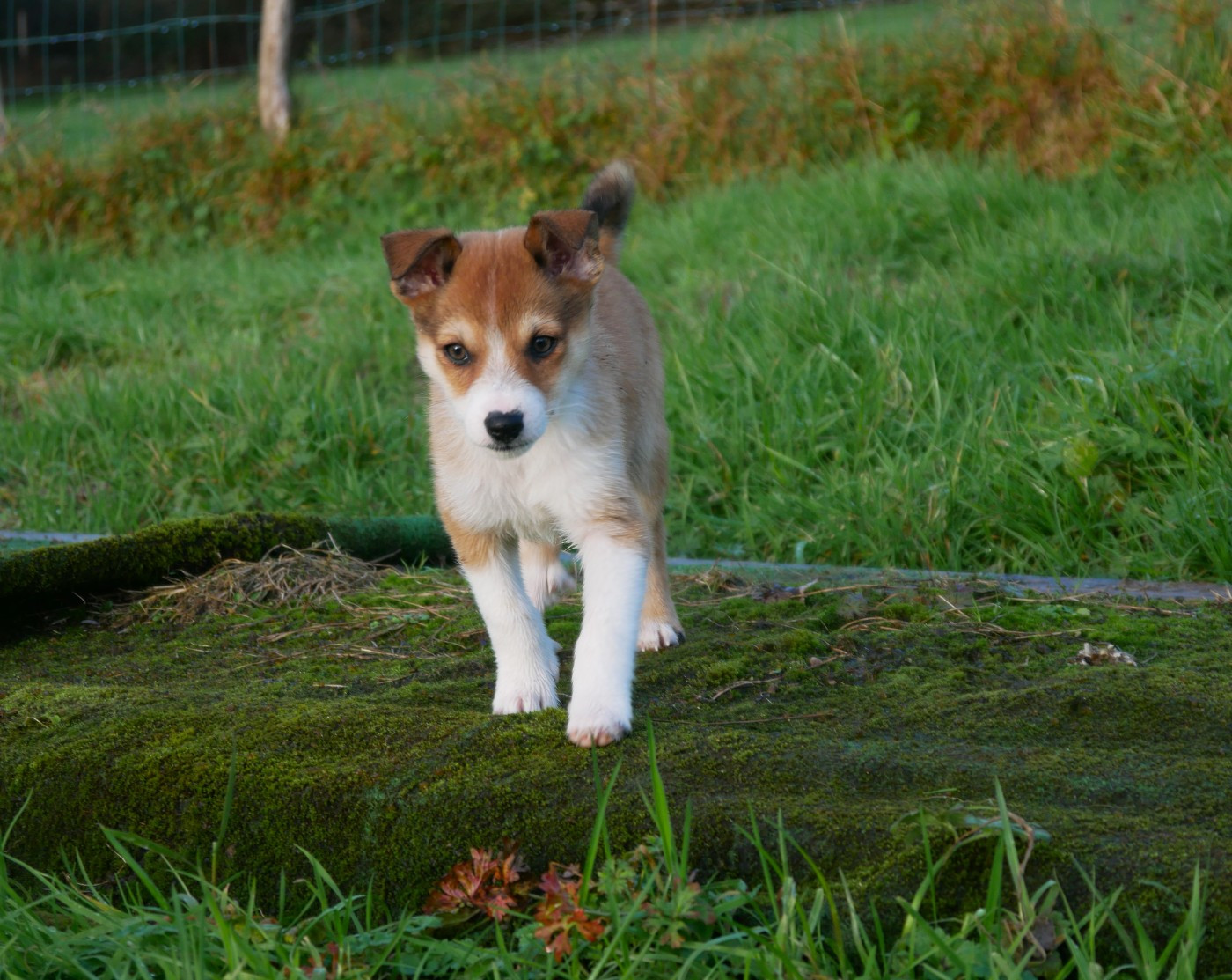 Aslan Des Landes D'Etten