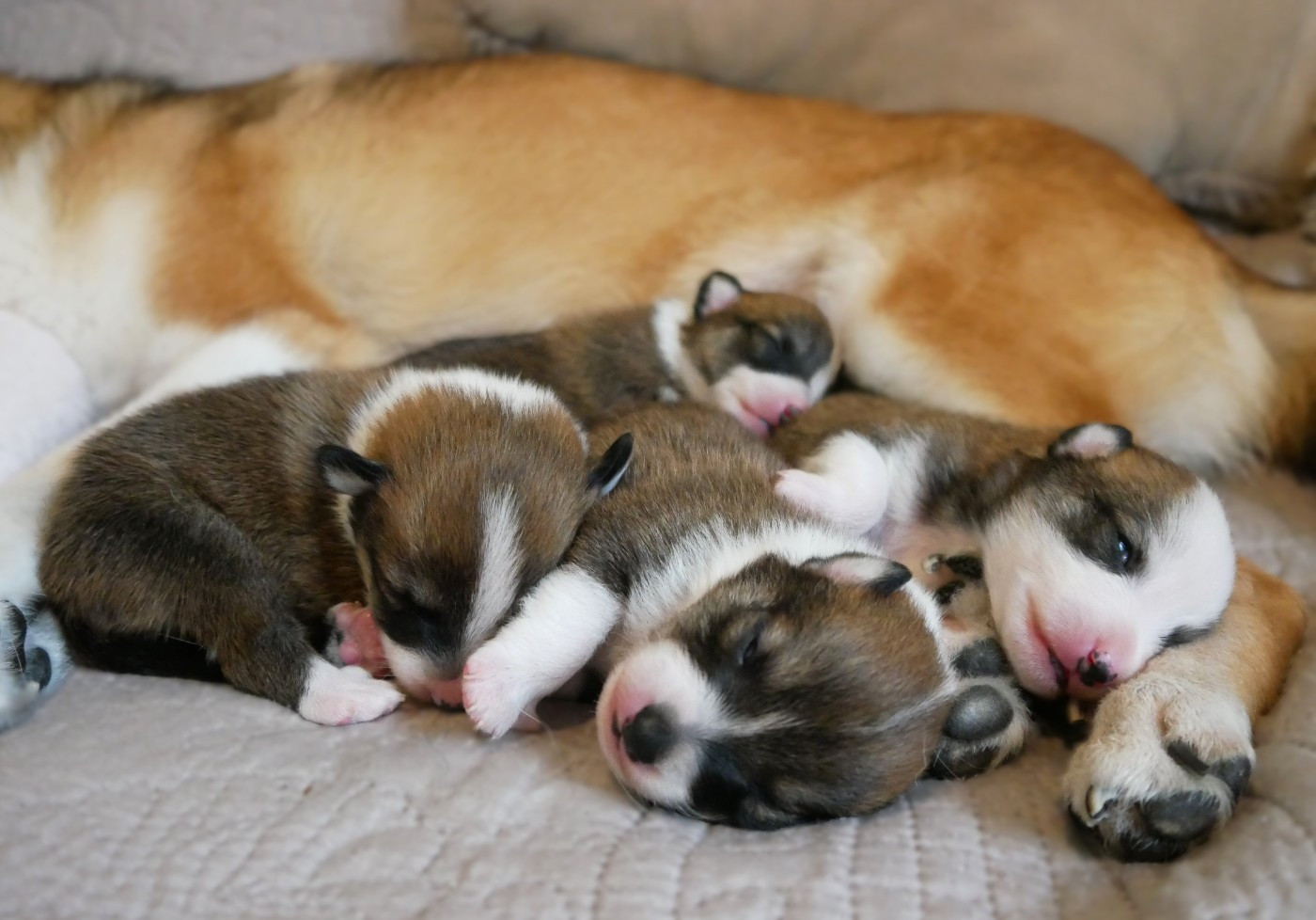 Portée printemps 2025