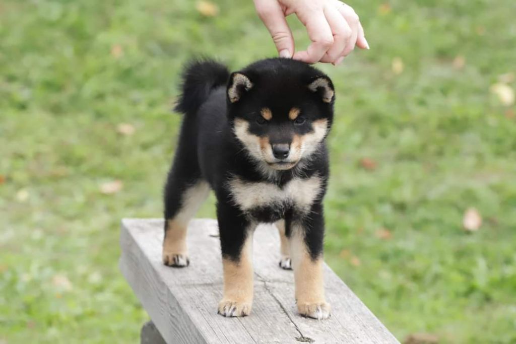 Soko