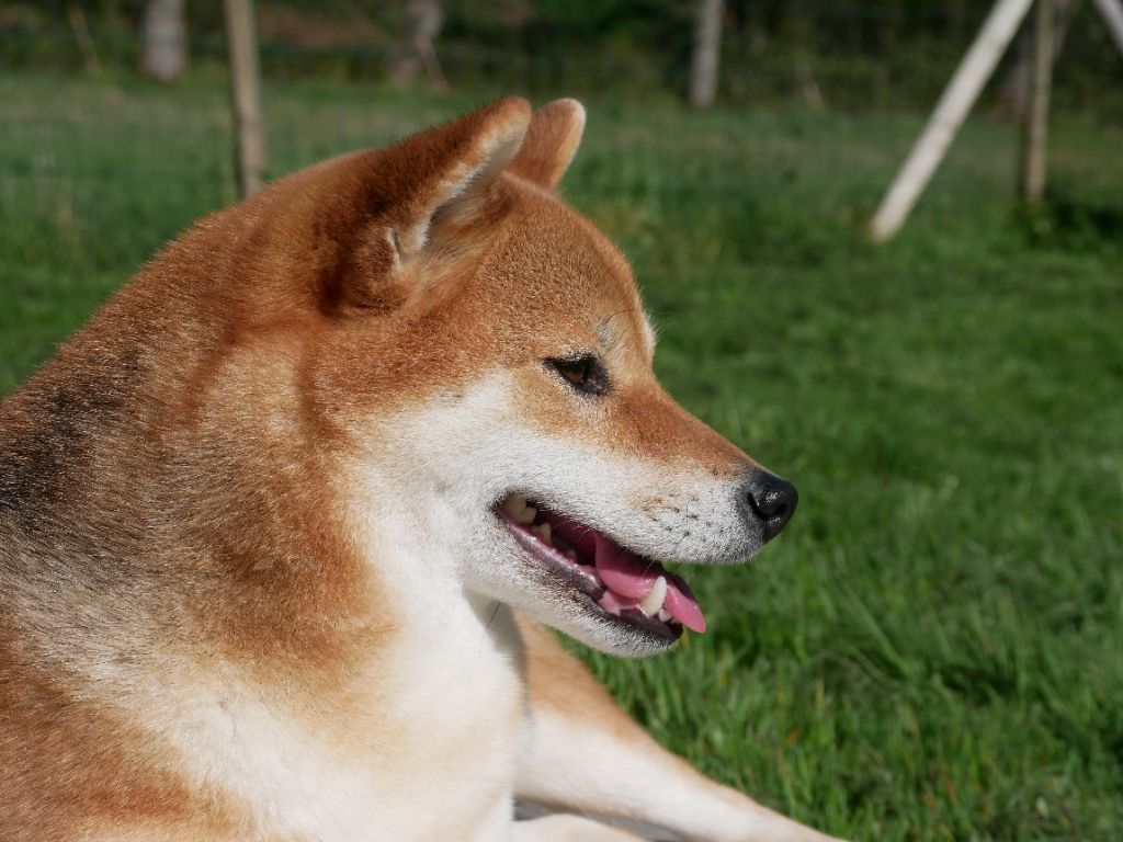 Okimi